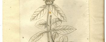 Image for Pen-and-ink drawing (with grey wash, over pencil) labelled in the hand of Jacob Bobart the Younger