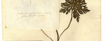 Image for Dried plant specimens and associated drawings of Geranium tuberosum (Geraniaceae) with annotations in the hand of Jacob Bobart the Younger. 