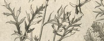 Image for Printed illustration struck from a copper plate, engraved by an unknown artist, and published in Morison’s Historia Plantarum Universalis Oxoniensis (1699: Sect. 7, Tab. 12) (left). 