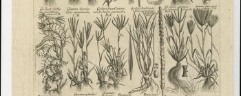 Image for Proof, published plate and reverse of the copper printing plate of ‘GRAMINA LOLIACEA, DACTYLA, PHALARIS, PANICUM, ijsq[ue] congenera’ from Morison’s Historia Plantarum Universalis Oxoniensis (1699: Sect. 8, Tab. 3). Plants drawn and copper plate engraved
