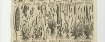 Image for Proofs (left and centre) and published plate of ‘GRAMEN PANICEUM, ALOPECUROS, GRAMEN ALOPECUROIDES. TYPHOIDES, ET SPARTEUM.’ from Morison’s Historia Plantarum Universalis Oxoniensis (1699: Sect. 8, Tab. 4).