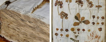 Image for Jacob Bobart the Elder's Herbarium