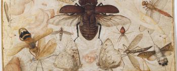 Image for Joris Hoefnagel, Insects and the Head of a Wind God (c. 1590-1600)