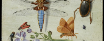 Image for Kessel insects c. 1650-3