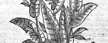 Image for Tobacco Plant, from Nicolas Monardes' Historia medicinal (1574)