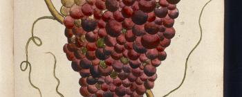 Image for Grape from 'Tradescant's Orchard'
