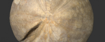 Image for Clypeus ploti Fossil